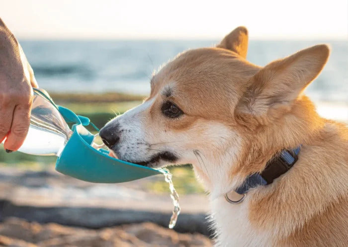 Repas et Hydratation - Chien