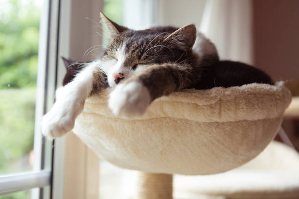Repos & Confort - Chat