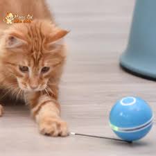 Jeux & Activités - Chat