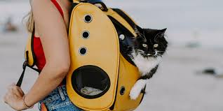 Transport & Voyage - Chat